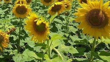 Subió un 15% la superficie de girasol en el sudoeste de "La Provincia"