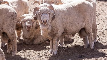 La puesta en marcha de tratamientos preventivos.