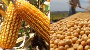 Prevén una menor cosecha de maíz y soja estadounidense en 2017