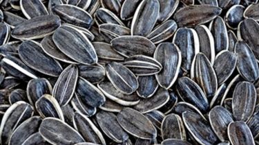 El precio del girasol confitero descendió 7,5% en un año