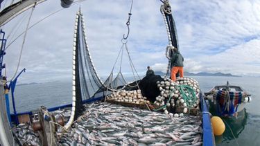 Se busca proteger un área de gran concentración de ejemplares juveniles de la merluza.