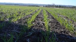 Las lluvias mejoraron las perspectivas para el trigo y la cebada