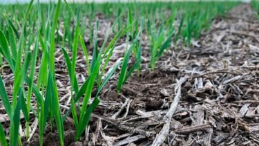 La siembra bonaerense de trigo llegó al 96%