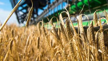 El complejo triguero argentino generó un ingreso de US$ 2.600 millones