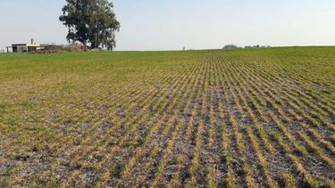 Zonas de Buenos Aires y Jujuy quedaron bajo emergencia agropecuaria