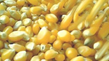 Por quitar retenciones en trigo y maíz, Nación recaudó $4600 millones extras