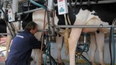 La sequía aumenta los costos de los tambos y reclaman ayuda