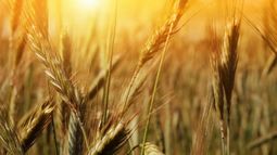 Prevén ascenso térmico y menos precipitaciones en la zona núcleo