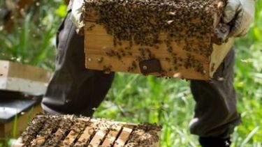 La mejor miel oscura del país se produce en el lugar menos pensado
