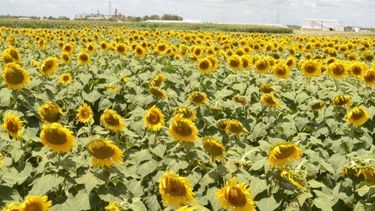 Área sembrada con girasol podría crecer entre 30% y 40%