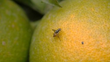 Río Negro utiliza nueva modalidad para controlar plagas en frutos