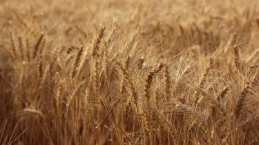 Avanza los cultivos de trigo y maíz, pero la soja vuelve a perder área de siembra