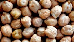 Instan a mantener la calidad en el cultivo de garbanzos