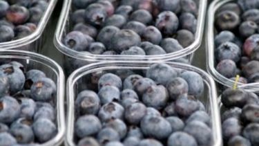 Actuales tarifas de energía impactan negativamente en procesadores de arándanos y frutillas