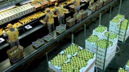 San Miguel empieza a exportar uvas a Estados Unidos