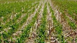 Lluvias podrían recortar la cosecha argentina de soja en el 2013