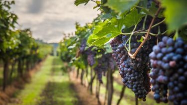 Reclaman más fondos para pequeños viticultores