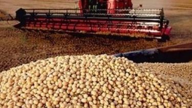 Progresa la cosecha de soja pese a las lluvias