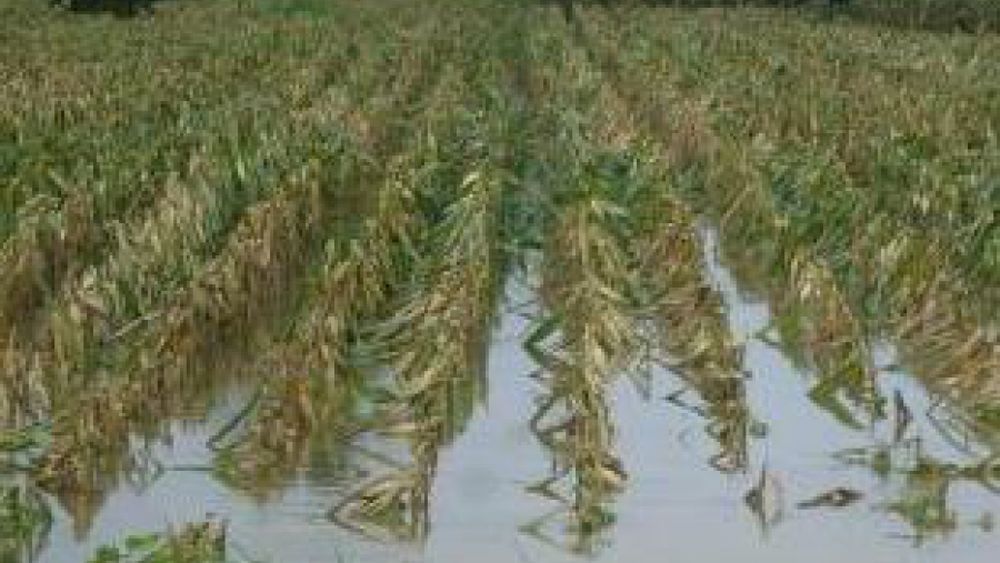 Hay cinco millones de hectáreas están bajo agua, con pérdidas por 2.600 millones de pesos