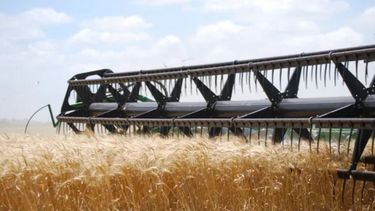 Crean iniciativa para generar una transformación en el sector del trigo