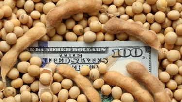 La soja trepó a los 504 dólares en Chicago