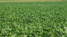 Recortan en un millón de toneladas la estimación sobre la soja