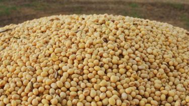 USDA confirmó el retroceso de la cosecha argentina de soja