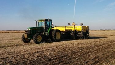 Redujeron la estimación sobre la siembra de trigo