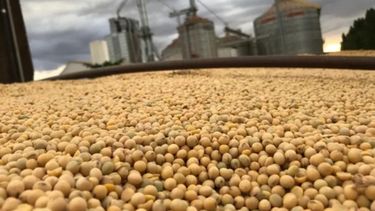 La soja y el maíz llegaron a su mayor valor desde 2013