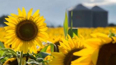 La molienda de girasol fue récord en el primer semestre