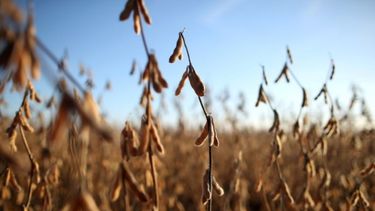 Cerca de un millón de toneladas se vendieron en el debut de dólar soja