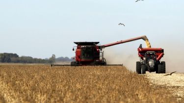 Calculan que la producción de soja se reducirá a 43,5 millones de toneladas