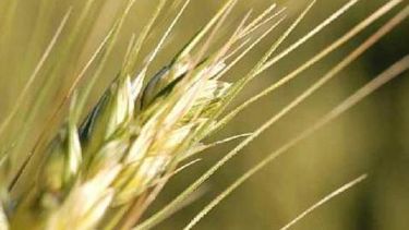 La producción de trigo superará este año las 9 millones de toneladas