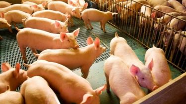 Piden paquete de medidas para asistir al sector porcino