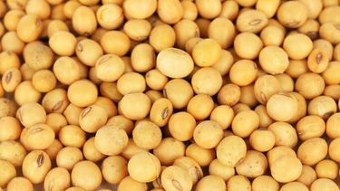 Estiman que la campaña de granos 2021/22 alcanzará un volumen récord