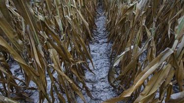 Nuevas precipitaciones reducirían el impacto de la sequía en el agro estadounidense