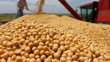 La cosecha de soja llegaría a 58,5 millones de toneladas