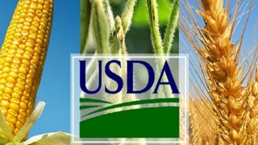 USDA mejoró sus pronósticos sobre la de soja y maíz en Estados Unidos