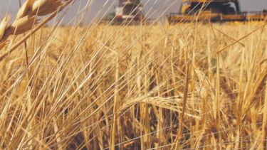 Medida de Bolsonaro podría afectar al trigo argentino