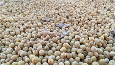 China tendrá el mayor banco de semillas del mundo