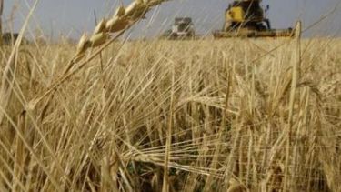 Trigo de la campaña anterior no se vendió aun cuando ya se cosecha el nuevo