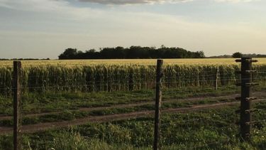 Tasas especiales de BAPRO para comprar maquinaria y beneficios con Procampo