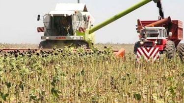 La producción de girasol superará el millón de toneladas la región pampeana