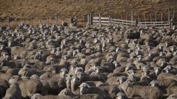Emergencia agropecuaria en Santa Cruz por sequía y desertificación