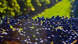 Caída en el consumo de vino "pone en riesgo" hasta 10 mil productores