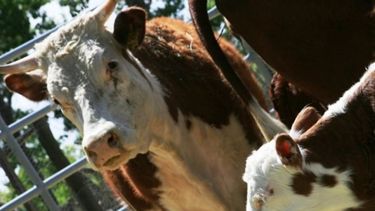 Especialistas en agro se proponen mejorar la actividad ganadera