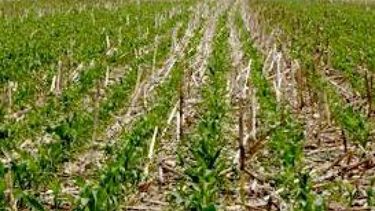 La soja llegó a otro récord a causa de la sequía en EE.UU.