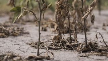La sequía le quitará un punto al crecimiento del PBI durante 2018