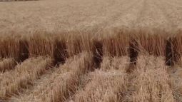 La siembra de trigo podría subir un 10% en la zona núcleo