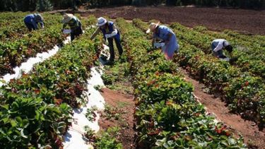 "La Provincia" tendrá una Mesa de Agricultura Familiar